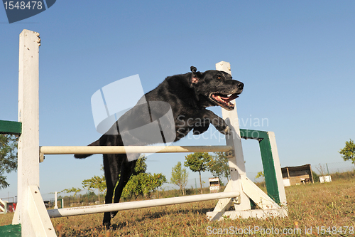 Image of labrador retriever in agility