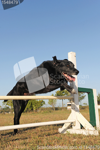 Image of old abrador retriever in agility