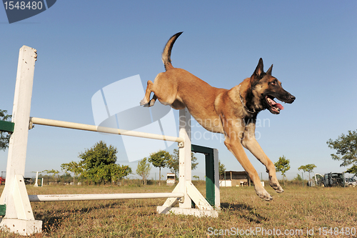 Image of jumping malinois