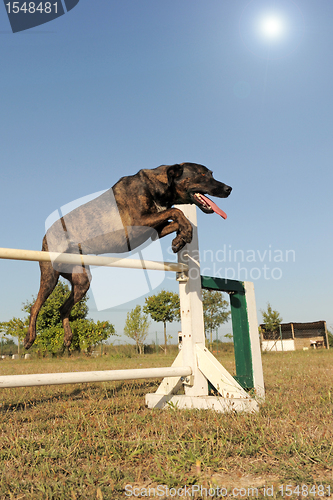 Image of jumping dog