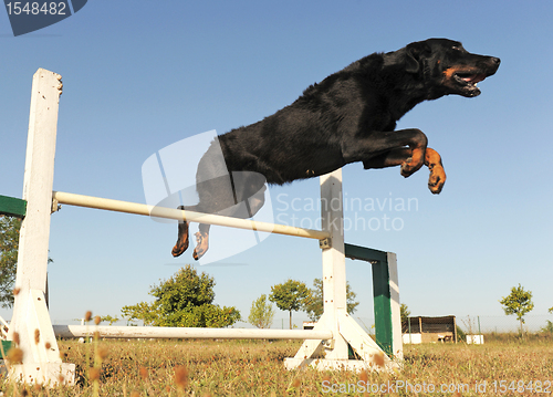 Image of  beauceron in agility