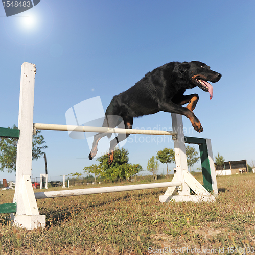 Image of beauceron in agility