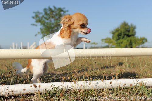 Image of jumping chihuahua