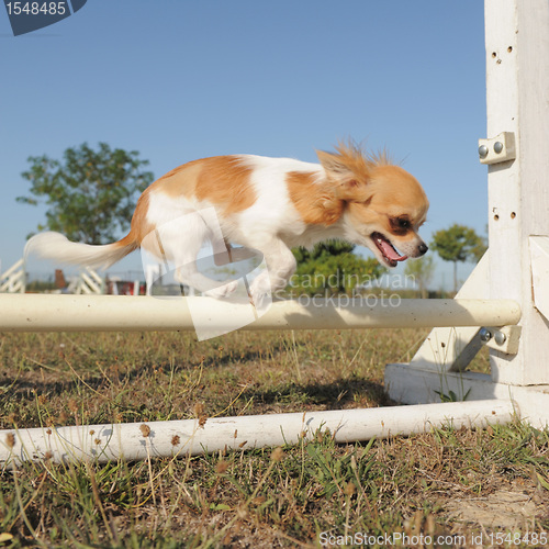 Image of jumping chihuahua