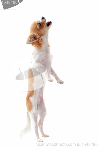 Image of puppy chihuahua upright