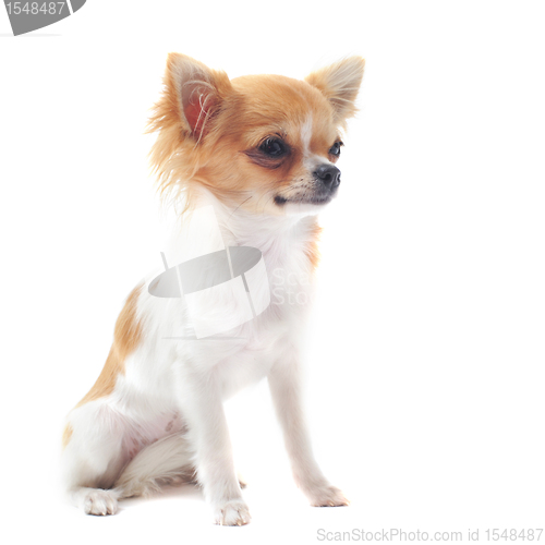 Image of puppy chihuahua