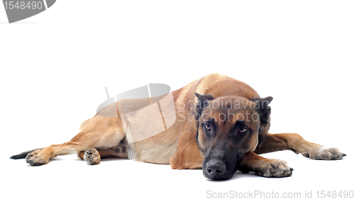 Image of malinois