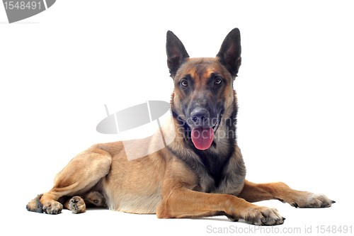 Image of malinois