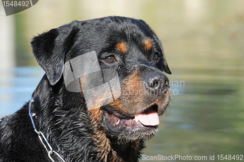 Image of rottweiler