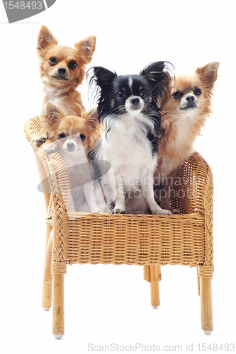Image of four chihuahuas on a chair
