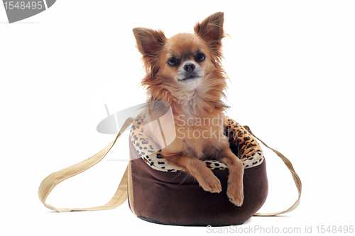 Image of travel bag and chihuahua