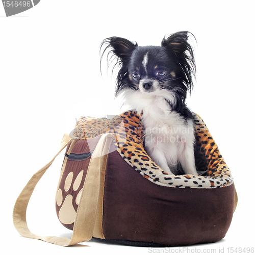Image of travel bag and chihuahua