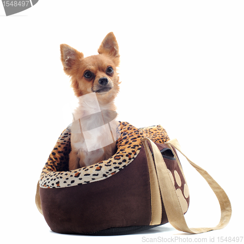 Image of travel bag and chihuahua