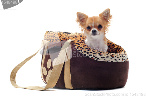 Image of travel bag and chihuahua