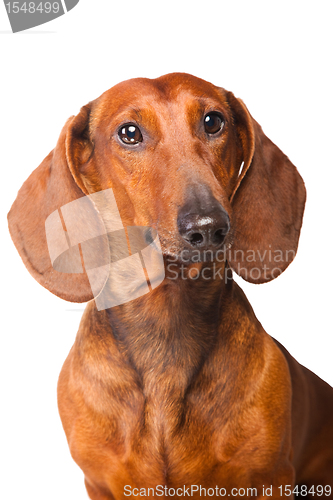 Image of Dachshund Dog on  isolated  white 