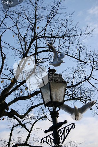 Image of Birds by Lamp