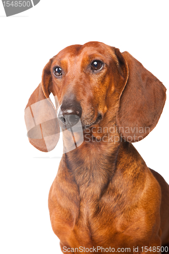 Image of Dachshund Dog on  isolated  white 