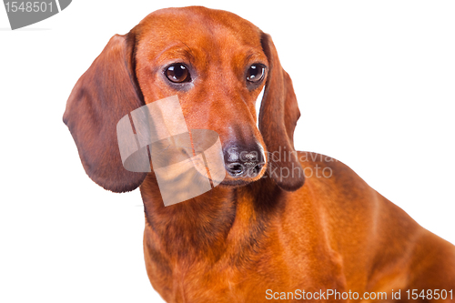 Image of Dachshund Dog on  isolated  white 