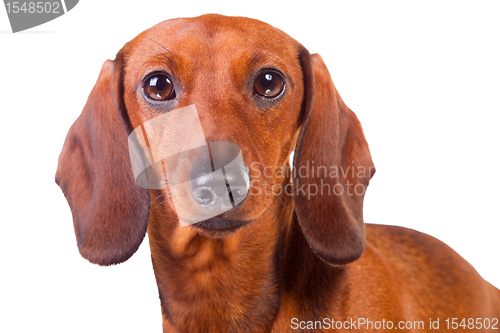 Image of Dachshund Dog on  isolated  white 