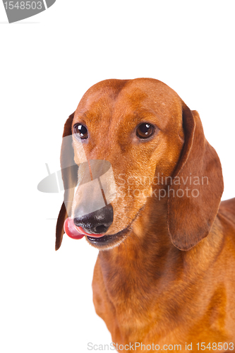 Image of Dachshund Dog on  isolated  white 