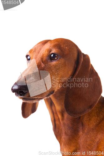 Image of Dachshund Dog on  isolated  white 