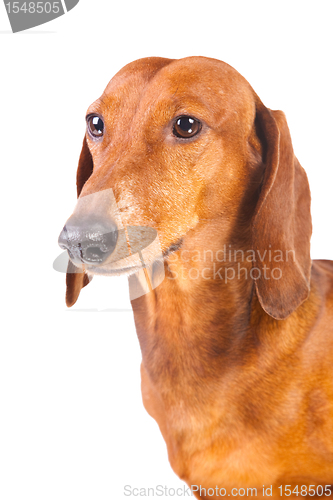 Image of Dachshund Dog on  isolated  white 