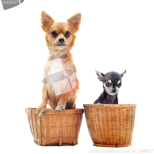 Image of two chihuahuas