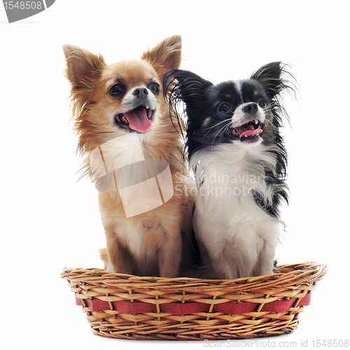 Image of two chihuahuas
