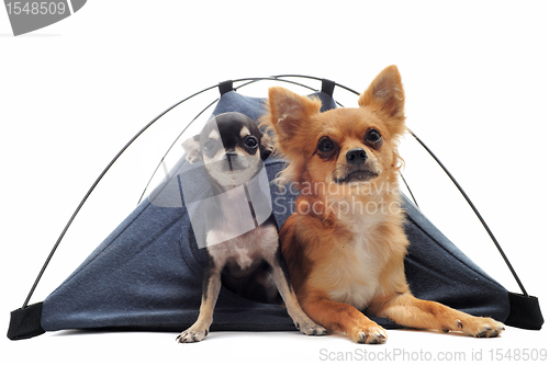 Image of puppy and adult chihuahuas in tent