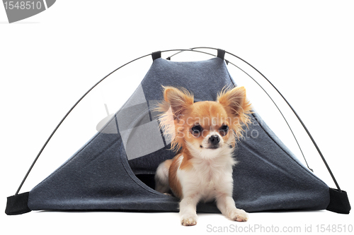 Image of puppy chihuahua in camp tent