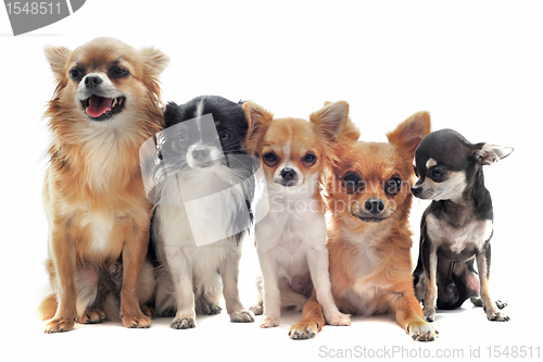 Image of five chihuahuas