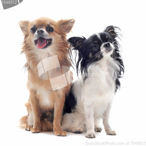 Image of two chihuahuas