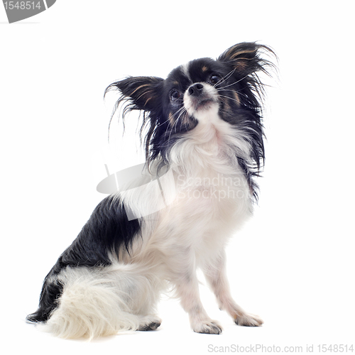 Image of chihuahua