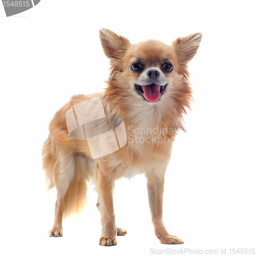 Image of brown chihuahua