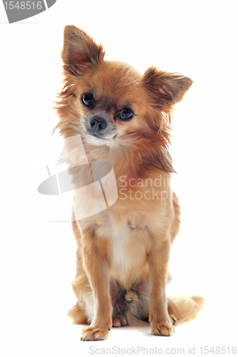 Image of chihuahua