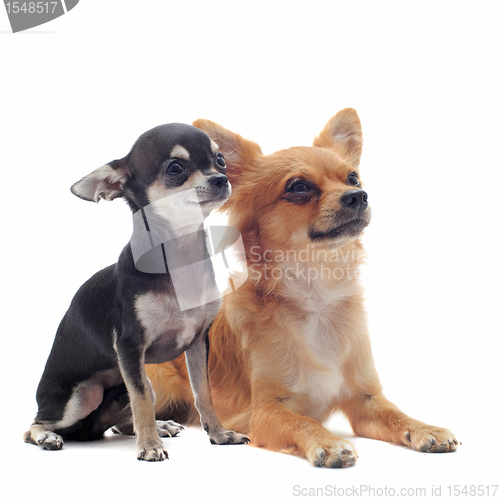 Image of puppy and adult chihuahuas