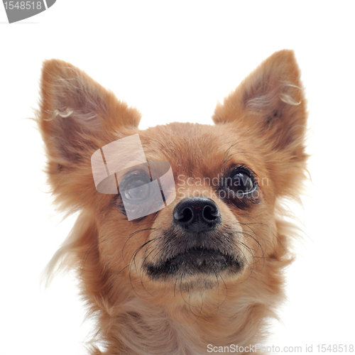 Image of head of chihuahua