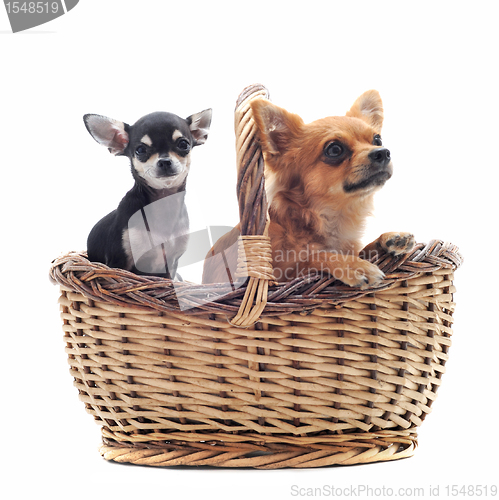 Image of chihuahuas in a basket