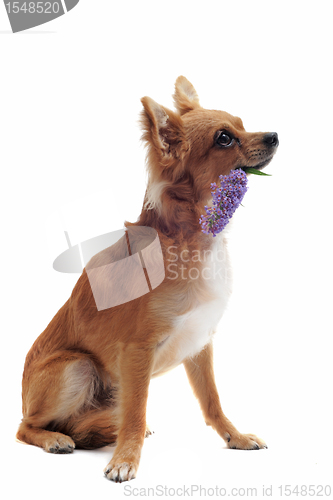 Image of chihuahua and flower