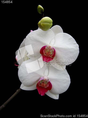 Image of Orchid