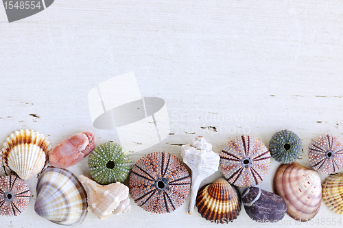 Image of Background with seashells