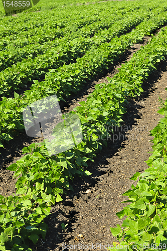 Image of Rows of soy plants in a field