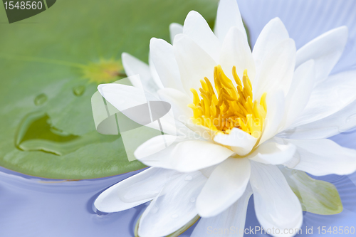 Image of Lotus flower