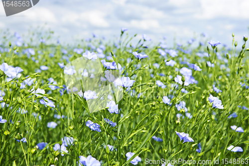 Image of Blooming flax field