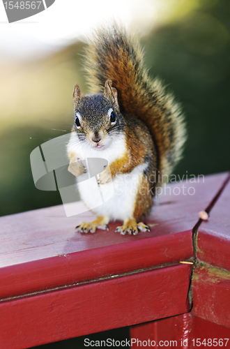 Image of Red squirrel on railing