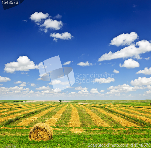 Image of Wheat farm field at harvest