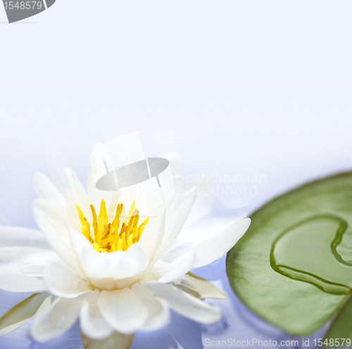 Image of Lotus flower