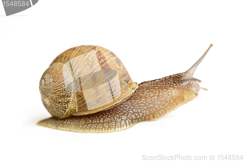 Image of Snail crawling forward