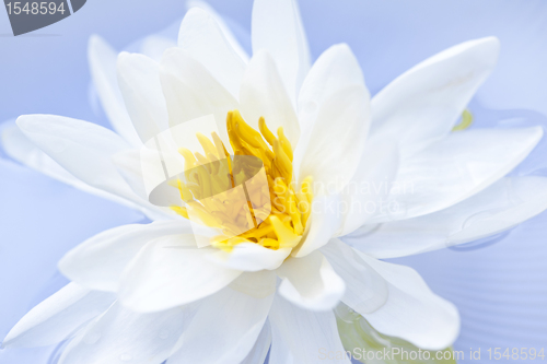 Image of Lotus flower