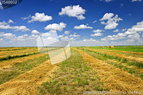 Image of Wheat farm field at harvest